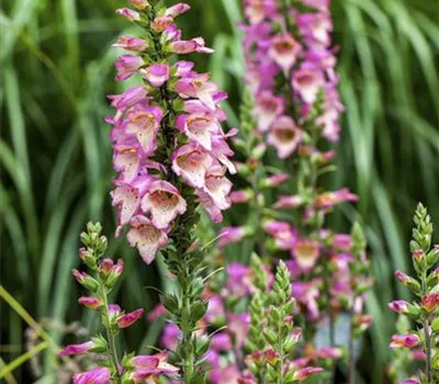 Digitalis purpurea