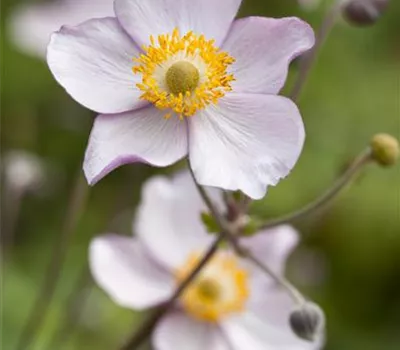 Anemone hupehensis i.S.