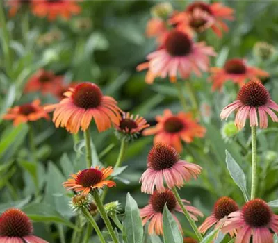 Echinacea purpurea i.S.