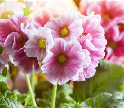 Primula elatior i.S.