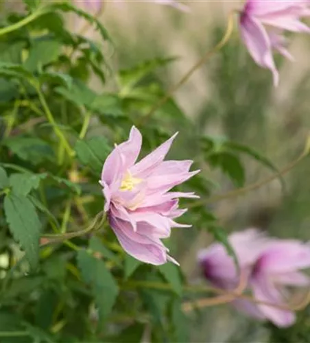 Clematis macropetala 'Markham's Pink'