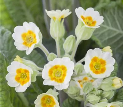 Primula veris i.S.