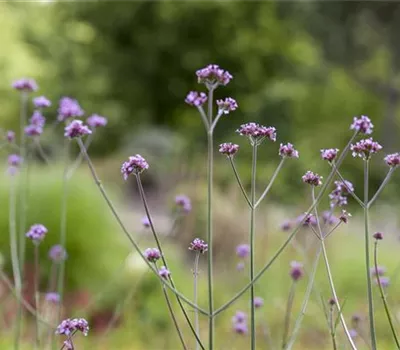 Verbena bonariensis