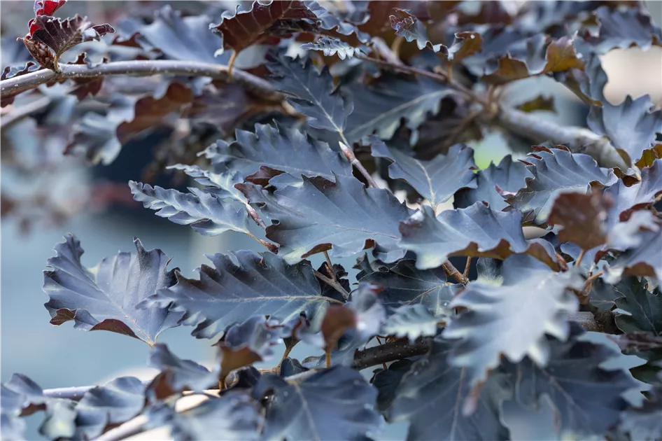 Fagus sylvatica 'Rohan Weeping'