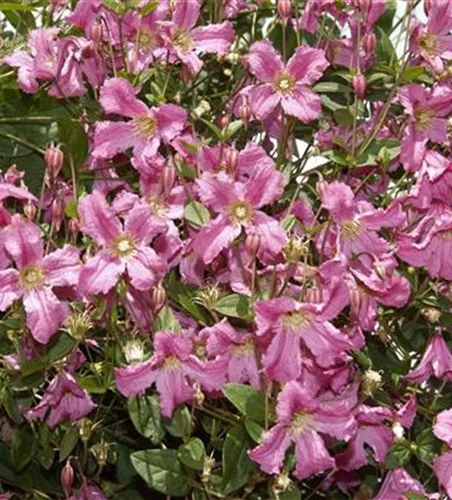 Clematis montana 'Broughton Star'