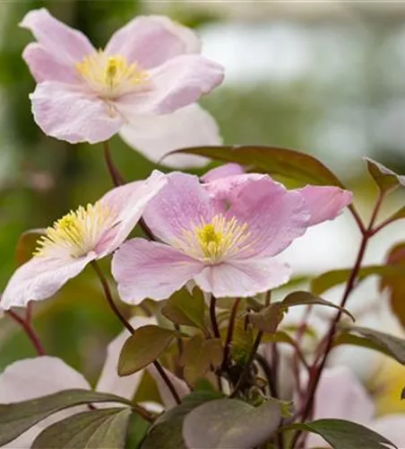 Clematis montana 'Elizabeth'