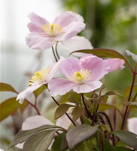 Clematis montana 'Mayleen'