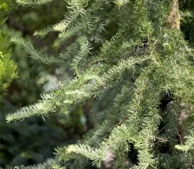 Larix kaempferi 'Diana'