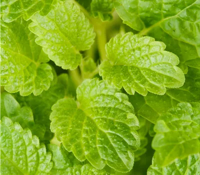 Melissa off. 'Mandarina' Melissa off. 'Mandarina'