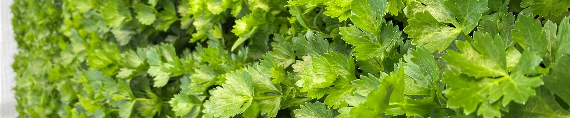 Foto 27.04.22, 09 47 40 Foto 27.04.22, 09 47 40