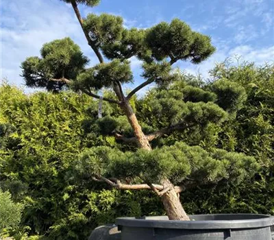 Pinus mugo 'March'