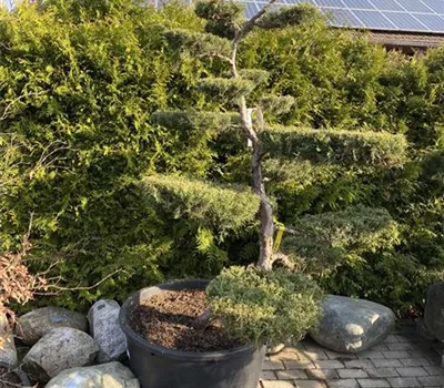 Juniperus media 'Hetzii'