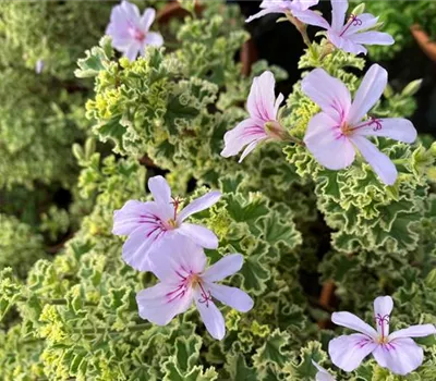 Pelargonium 'Crispum minor fol. var.' Pelargonium 'Crispum minor fol. var.'