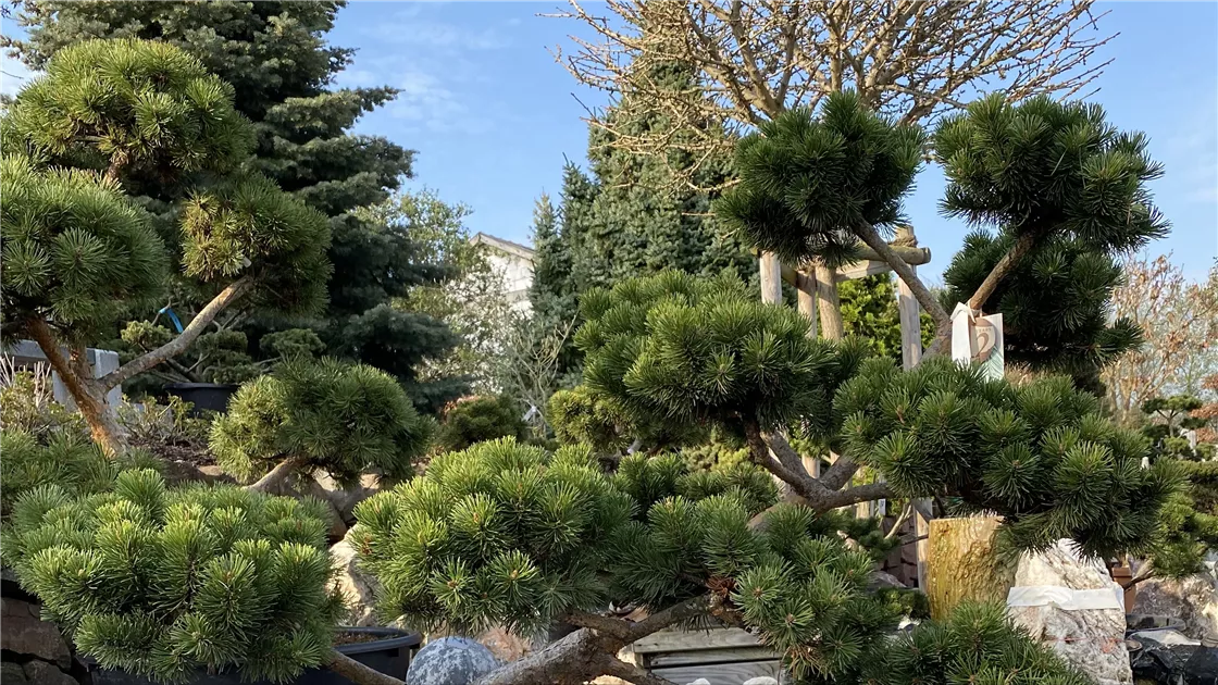 Bonsai in Regines Blumen- & Gartenmarkt