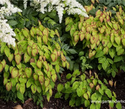 Großblütige Elfenblume