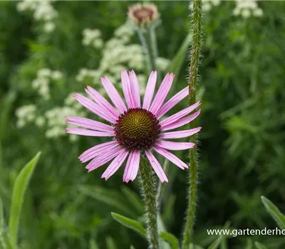 Tennessee-Garten-Scheinsonnenhut 'Rocky Top'