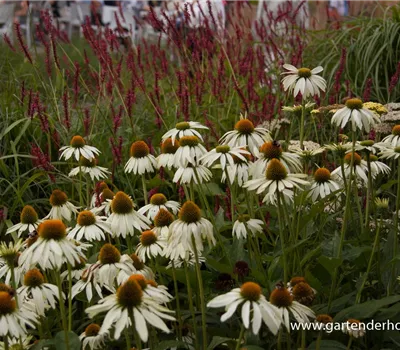 Garten-Scheinsonnenhut 'Alba'
