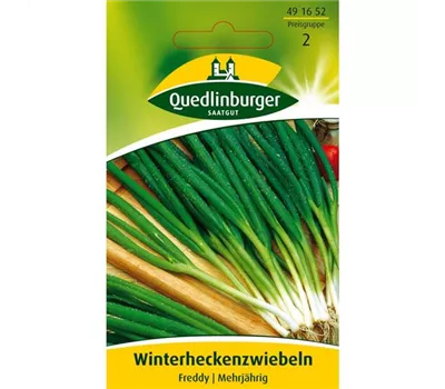 Winterheckenzwiebeln 'Freddy'