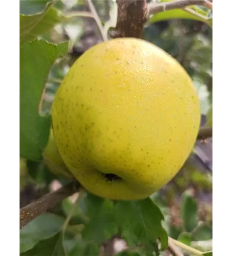Apfel 'Ananasrenette' Apfel 'Ananasrenette'
