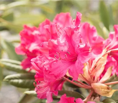 Rhododendron smirnowii 'Weinlese' Rhododendron smirnowii 'Weinlese'