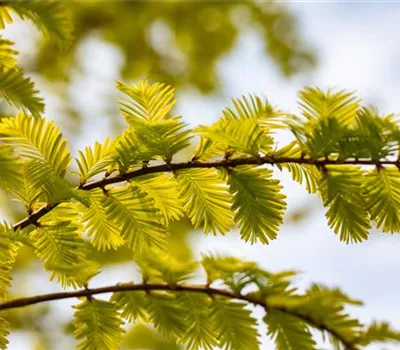 Metasequoia glyptostroboides 'Gold Rush'
