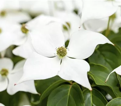 Cornus kousa 'Eurostar'