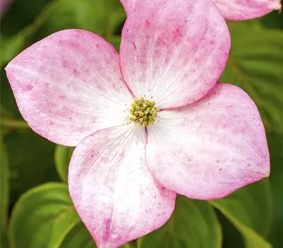 Cornus kousa 'Satomi'