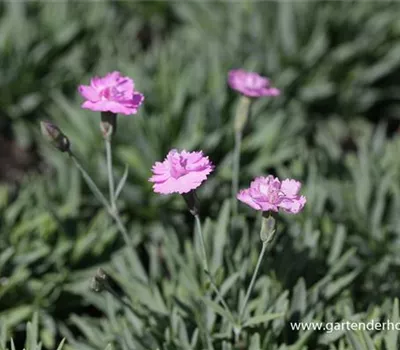 Garten-Pfingst-Nelke 'Pink Jewel'