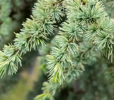 Cedrus atlantica 'Aurea'