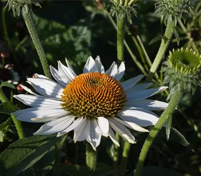 Garten-Scheinsonnenhut 'Baby Swan White'