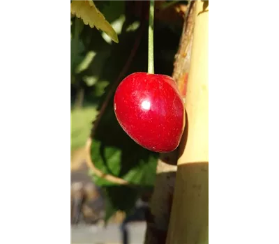 Süßkirsche 'Kassins Frühe' Süßkirsche 'Kassins Frühe'