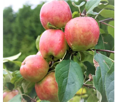 Apfel 'Gravensteiner' Apfel 'Gravensteiner'