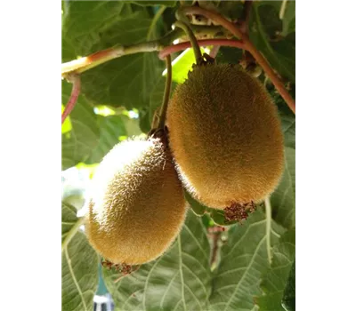 Kiwi (weiblich) Kiwi (weiblich)