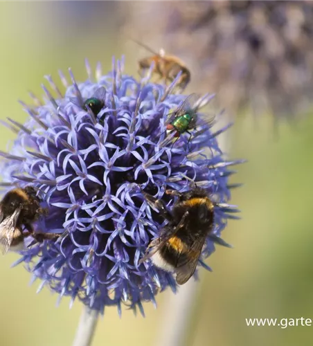 Kugeldistel Kugeldistel