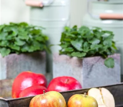 Herbstapfel 'Holsteiner Cox'  Herbstapfel 'Holsteiner Cox'