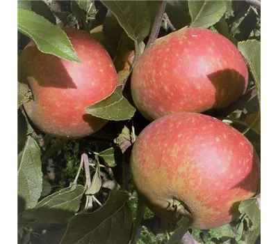 Apfel 'Ingrid Marie' Apfel 'Ingrid Marie'