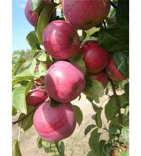 Sommerapfel 'Jamba' Sommerapfel 'Jamba'