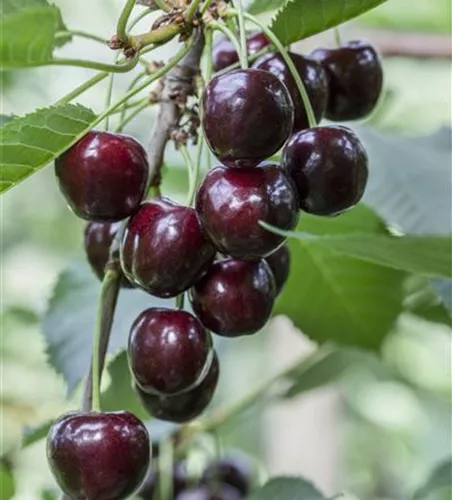 Süßkirsche 'Regina' Süßkirsche 'Regina'
