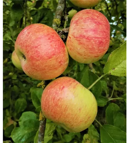 Apfel 'Dülmener Rosenapfel' Apfel 'Dülmener Rosenapfel'