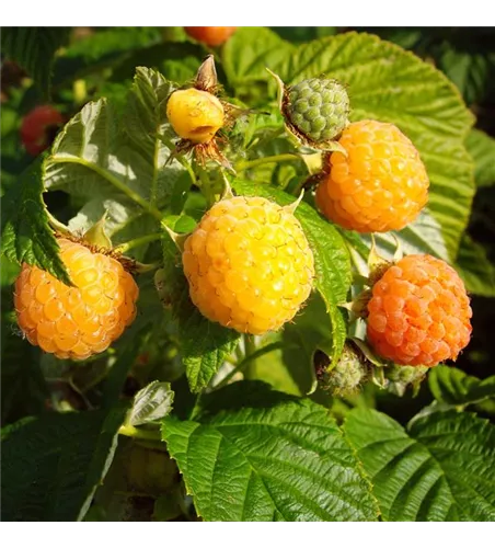 Herbsttragende Himbeere 'Fallgold' Herbsttragende Himbeere 'Fallgold'