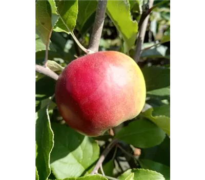 Apfel 'Roter Jonathan'