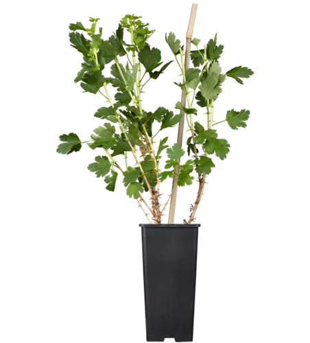 Stachelbeere 'Hinnonmäki' Stachelbeere 'Hinnonmäki'