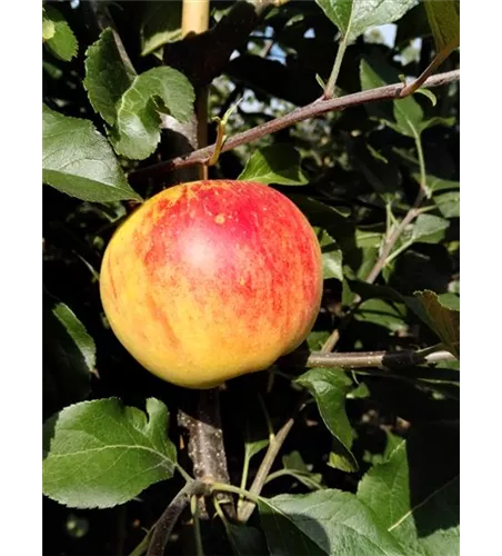 Herbstapfel 'Rubinola'(s) Herbstapfel 'Rubinola'(s)