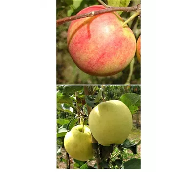 Apfel DUO 'Geheimrat Oldenburg/Weißer Klarapfel'