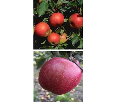 Apfel DUO 'Idared/Braeburn'