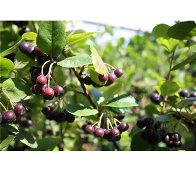 Schwarze Apfelbeere 'Nero' Schwarze Apfelbeere 'Nero'