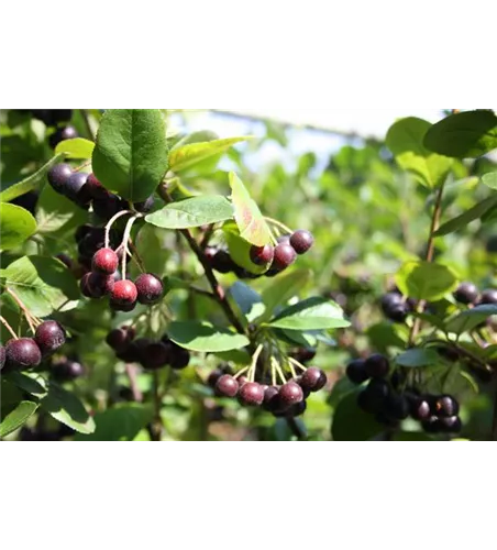 Schwarze Apfelbeere 'Nero' Schwarze Apfelbeere 'Nero'