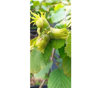 Haselnuss 'Nottinghams Fruchtbare' Haselnuss 'Nottinghams Fruchtbare'