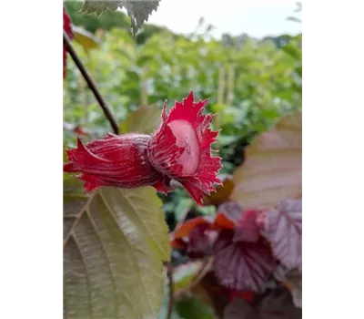 Großfrüchtige Waldhasel 'Rotblättrige Zellernuss' Großfrüchtige Waldhasel 'Rotblättrige Zellernuss'