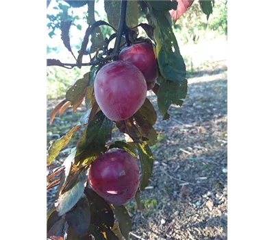 Pflaume 'Trailblazer'